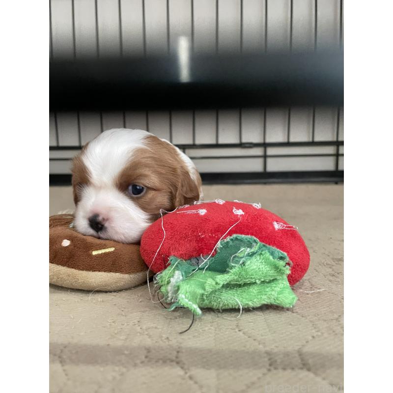 販売中の岡山県のキャバリアキングチャールズスパニエル-425247の2枚目