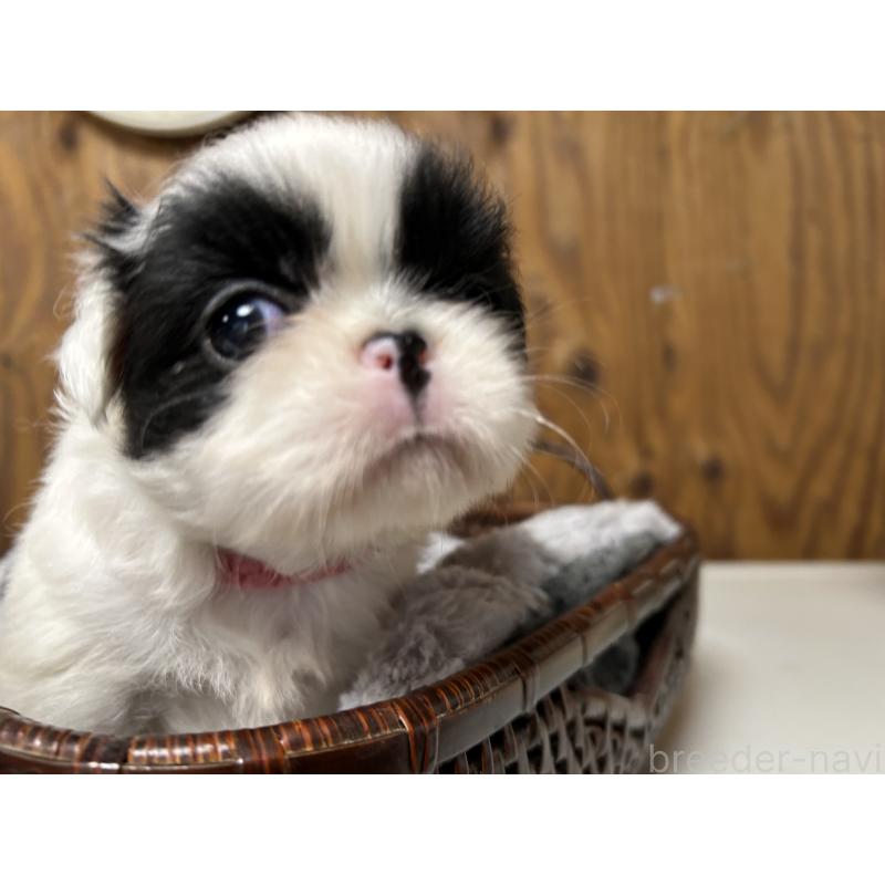 成約済の静岡県の狆 (チン)-424015の11枚目