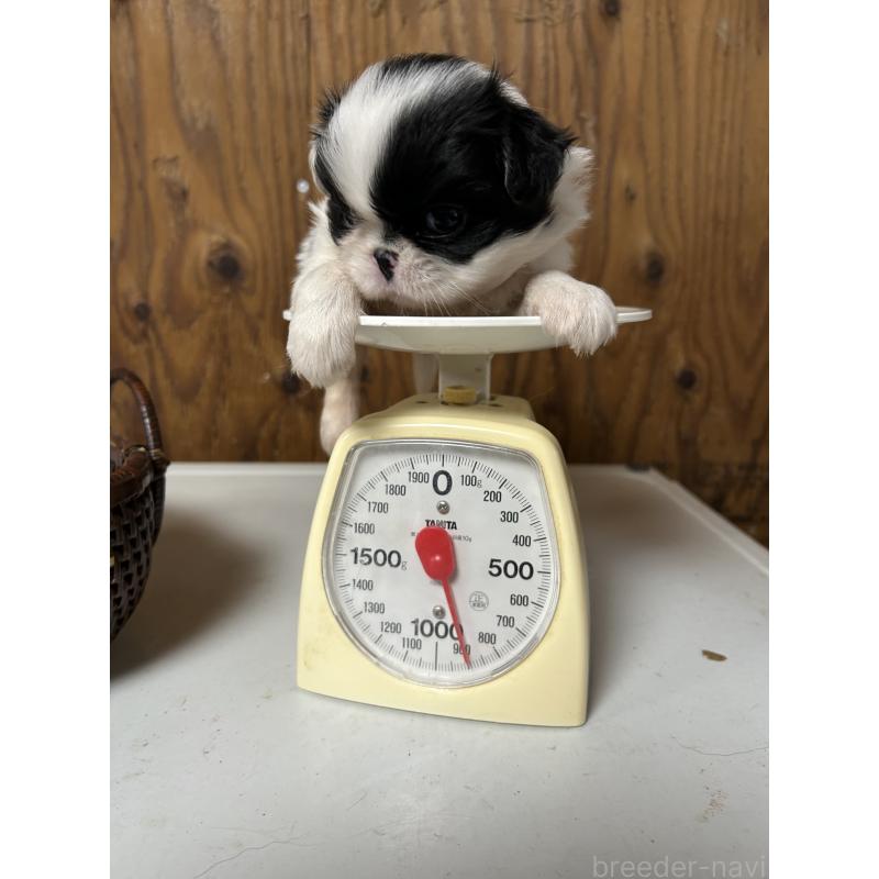 成約済の静岡県の狆 (チン)-424015の10枚目