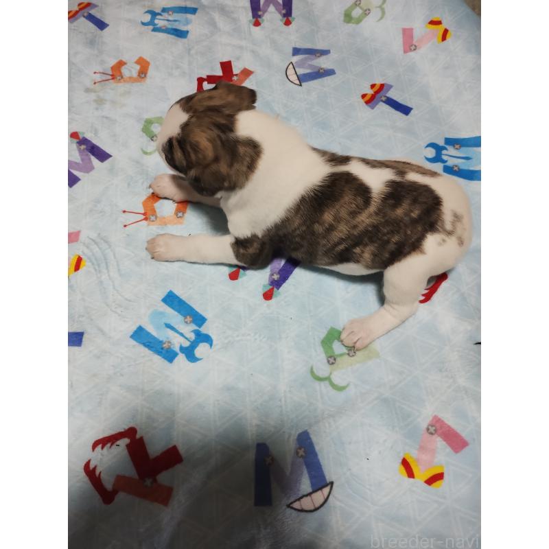 販売中の広島県のウィペット-425248の3枚目