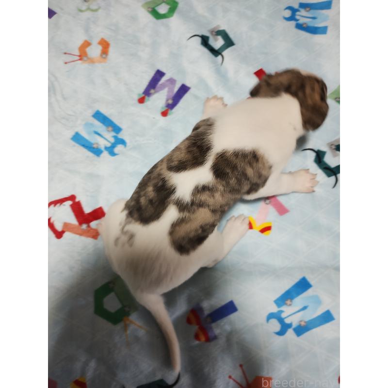 販売中の広島県のウィペット-425248の2枚目