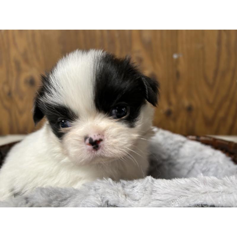 成約済の静岡県の狆 (チン)-424014の10枚目