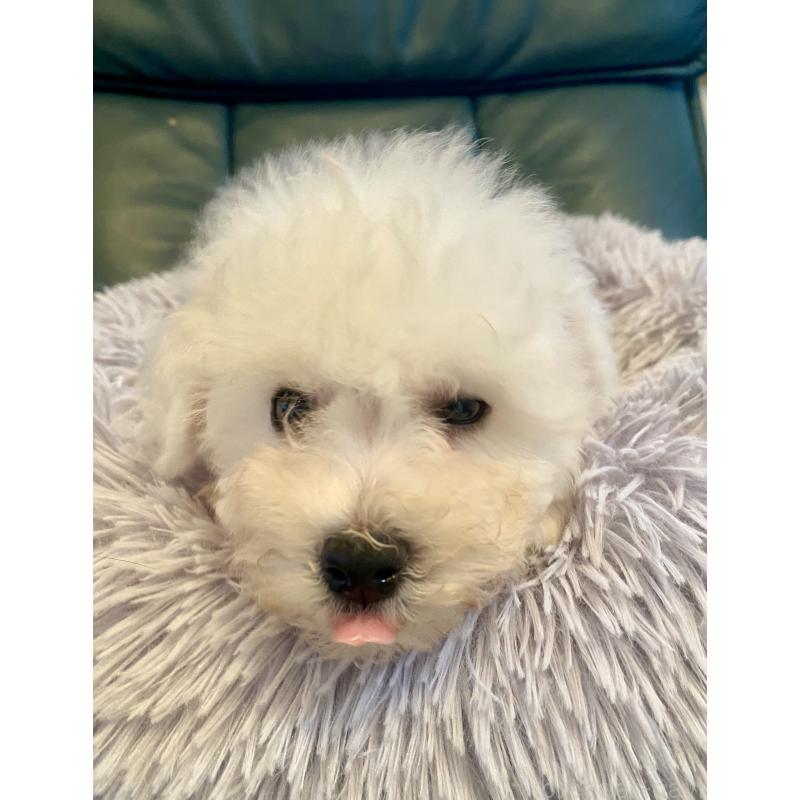 成約済の東京都のビションフリーゼ-417133の1枚目