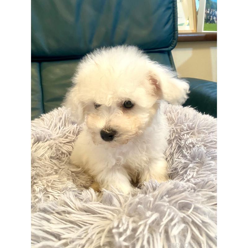 成約済の東京都のビションフリーゼ-417133の6枚目