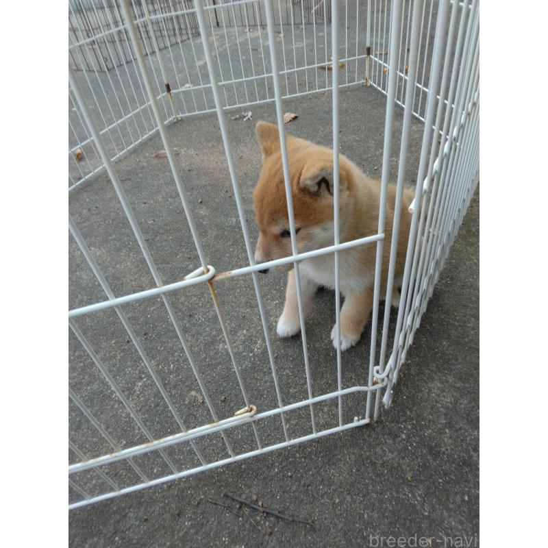 販売中の石川県の柴犬-425250の2枚目