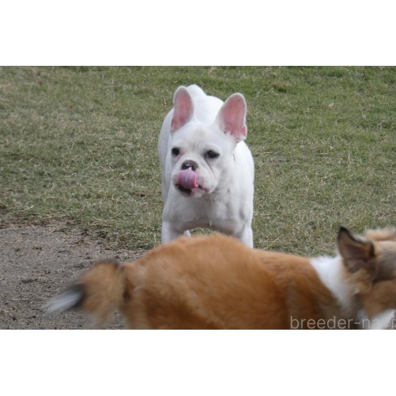 販売中の熊本県のフレンチブルドッグ-385752の4枚目