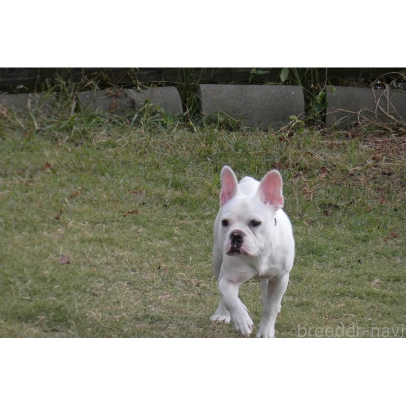 販売中の熊本県のフレンチブルドッグ-385752の3枚目
