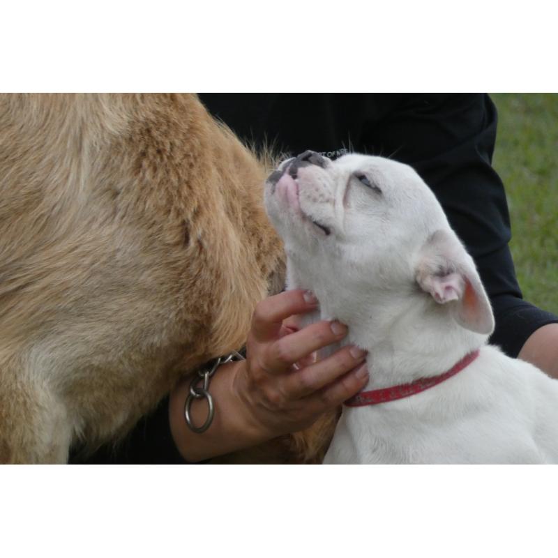 販売中の熊本県のフレンチブルドッグ-385752の2枚目