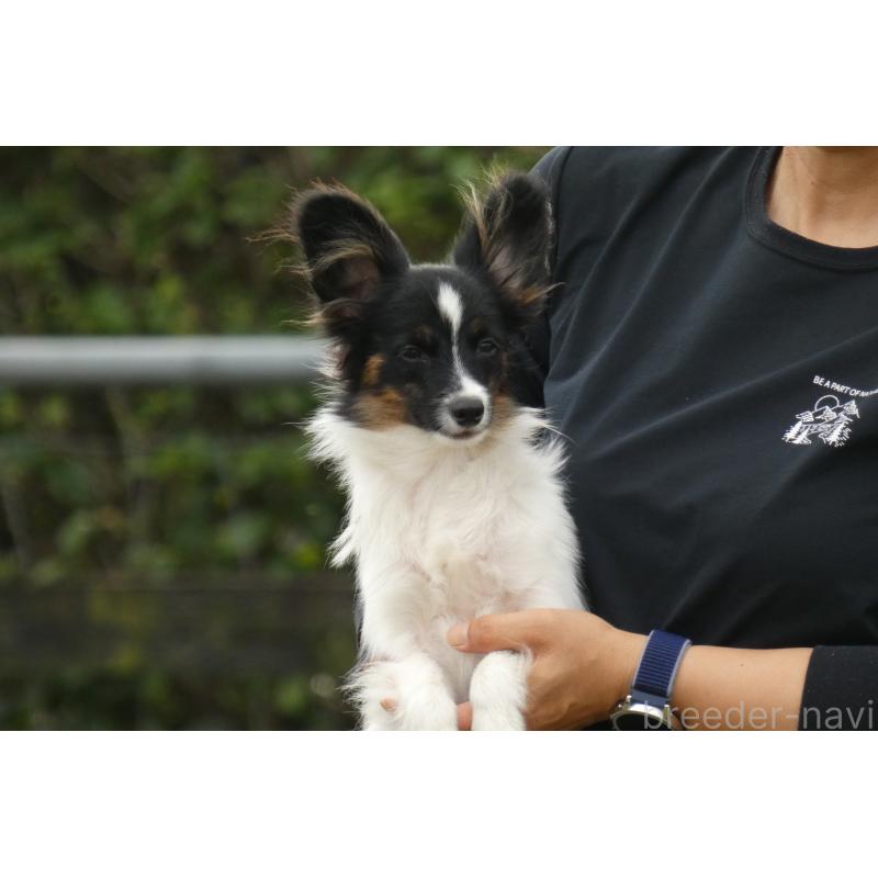 販売中の熊本県のパピヨン-398112の2枚目