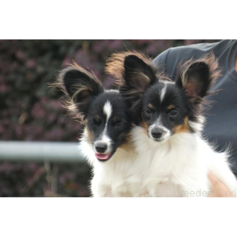 販売中の熊本県のパピヨン-398111の6枚目