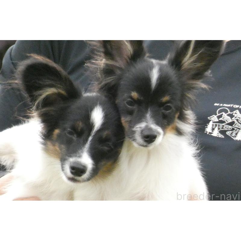 販売中の熊本県のパピヨン-398111の5枚目