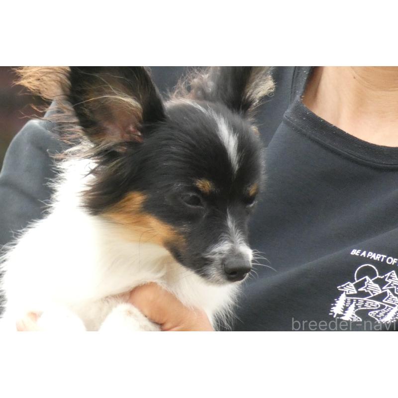 販売中の熊本県のパピヨン-398111の4枚目