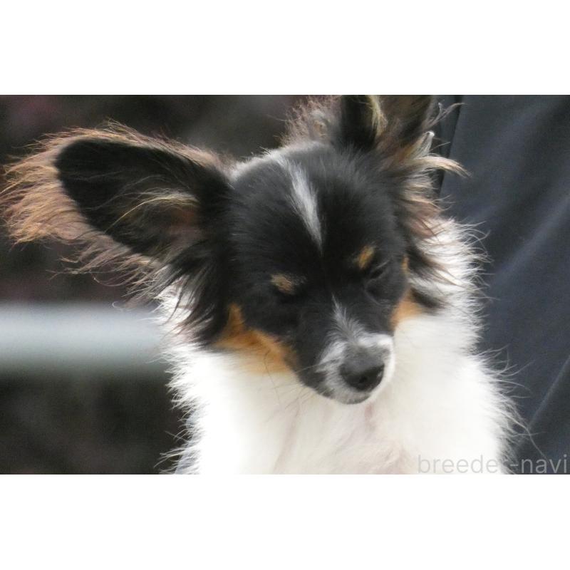 販売中の熊本県のパピヨン-398111の3枚目