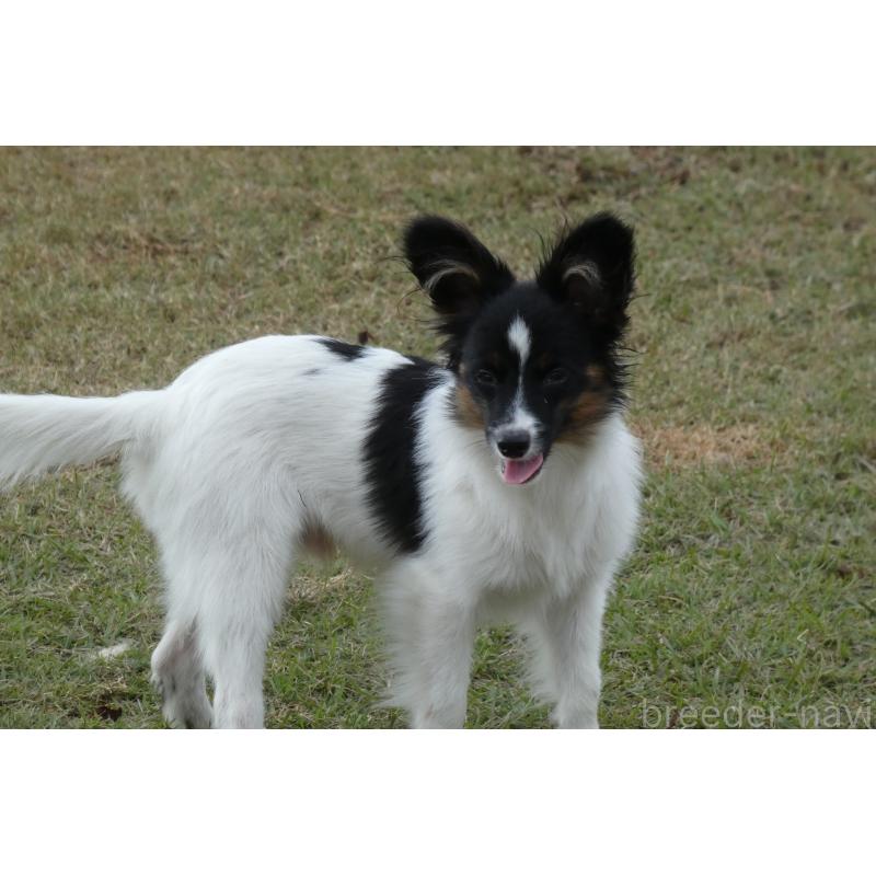 販売中の熊本県のパピヨン-398111の2枚目