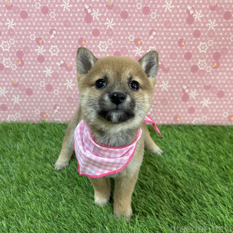 販売中の広島県の豆柴-425255