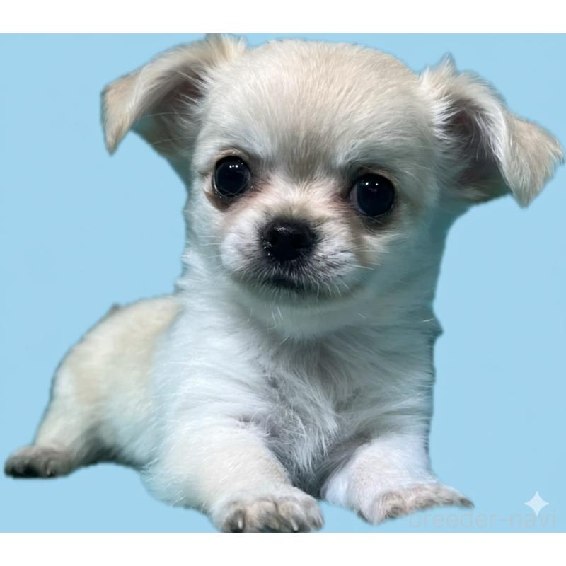 販売中の兵庫県のチワワ(ロングコート)-425258