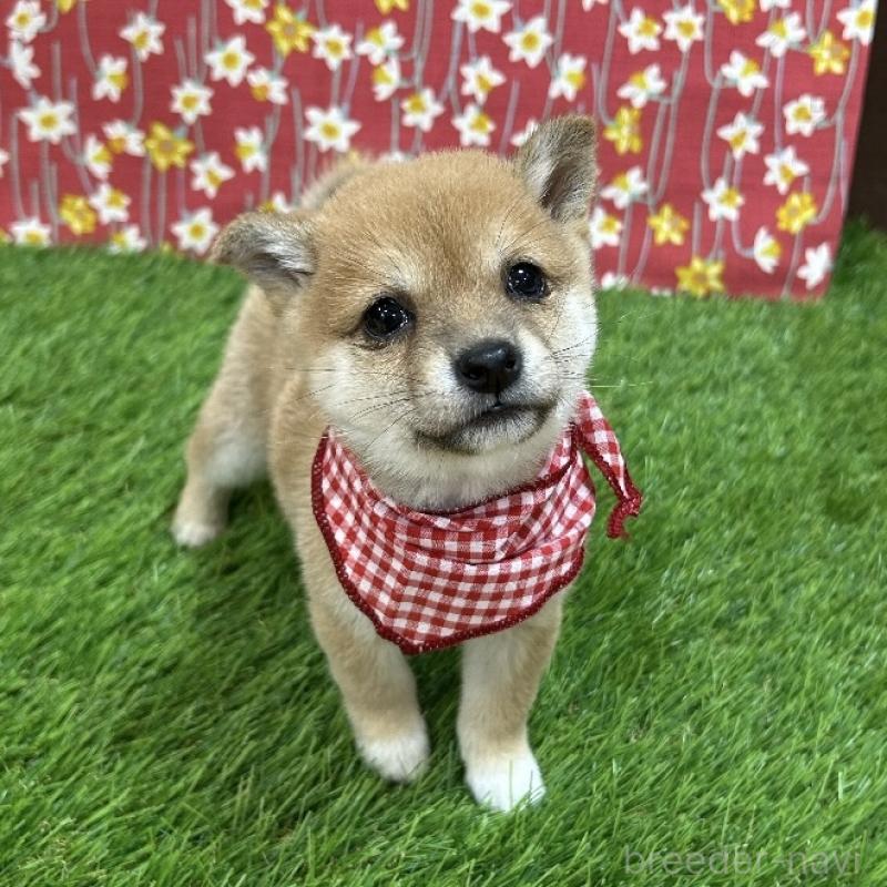 販売中の広島県の豆柴-425257