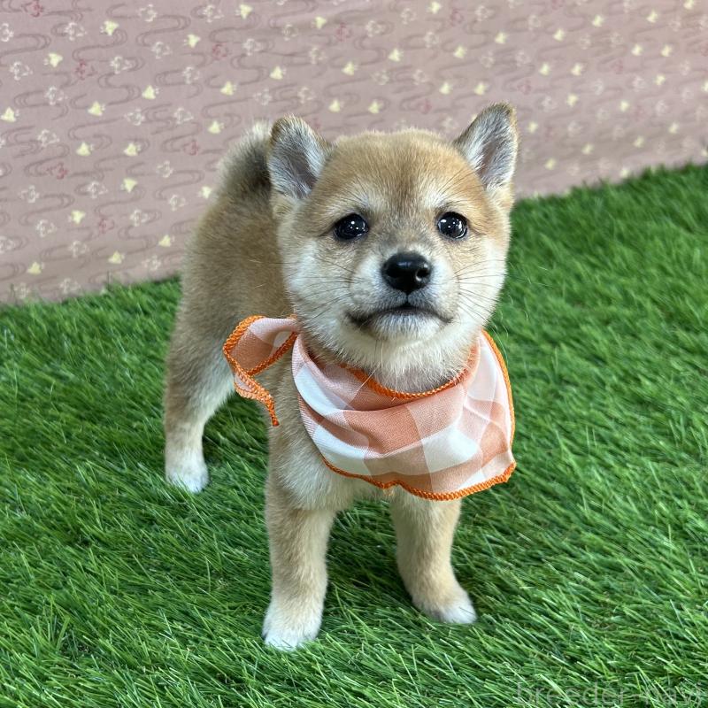 販売中の広島県の豆柴-425259の4枚目