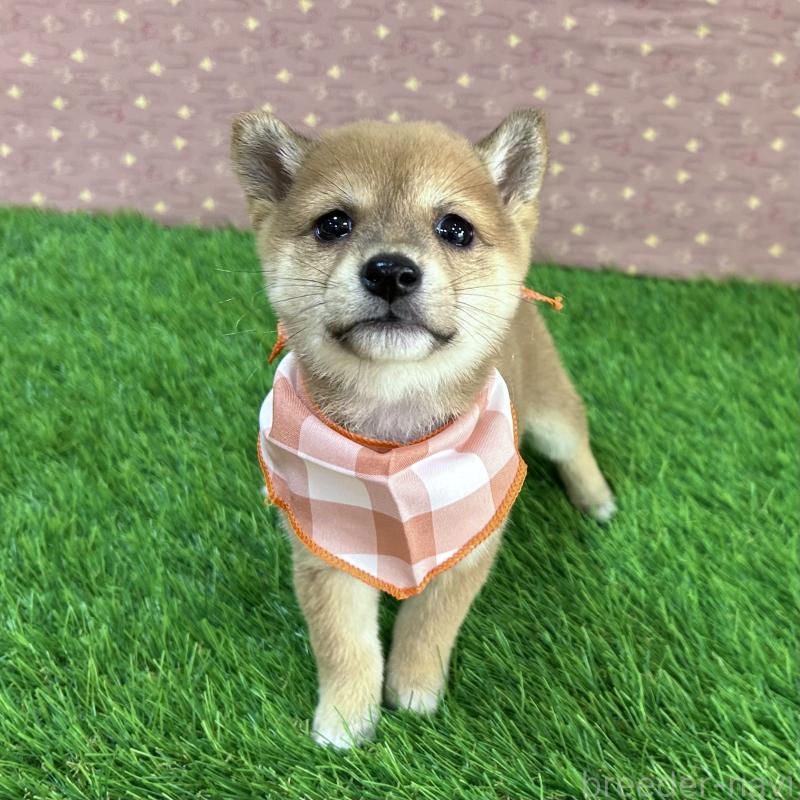 販売中の広島県の豆柴-425259の1枚目