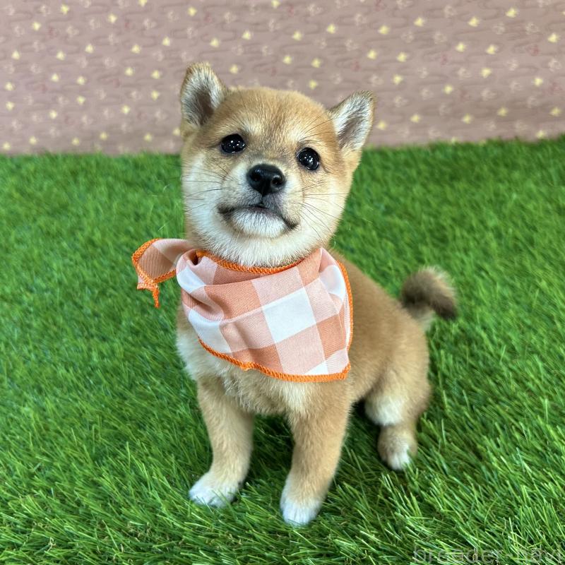 販売中の広島県の豆柴-425259の3枚目