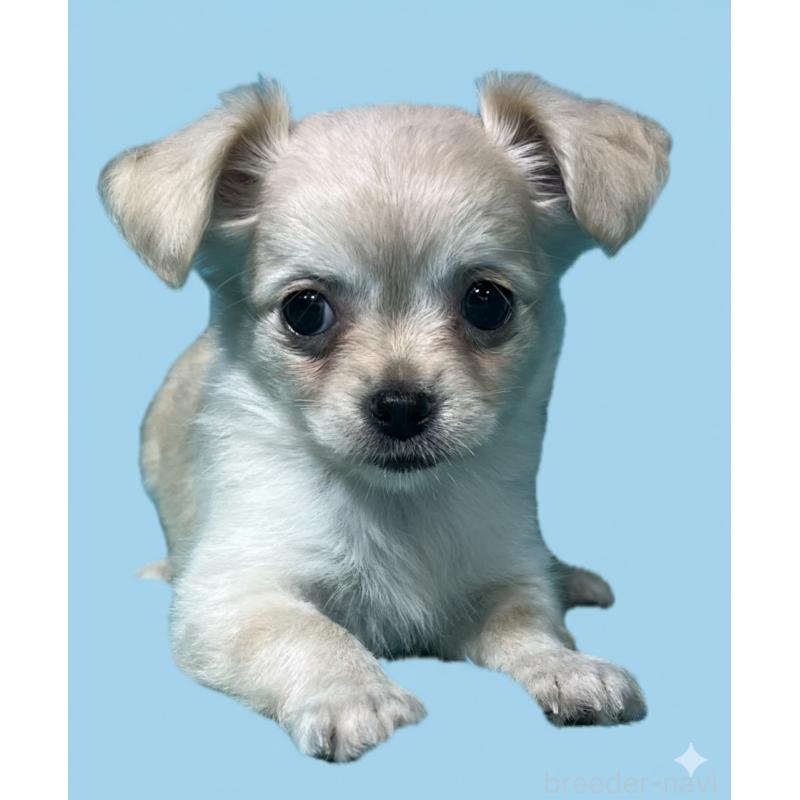 販売中の兵庫県のチワワ(ロングコート)-425262の1枚目