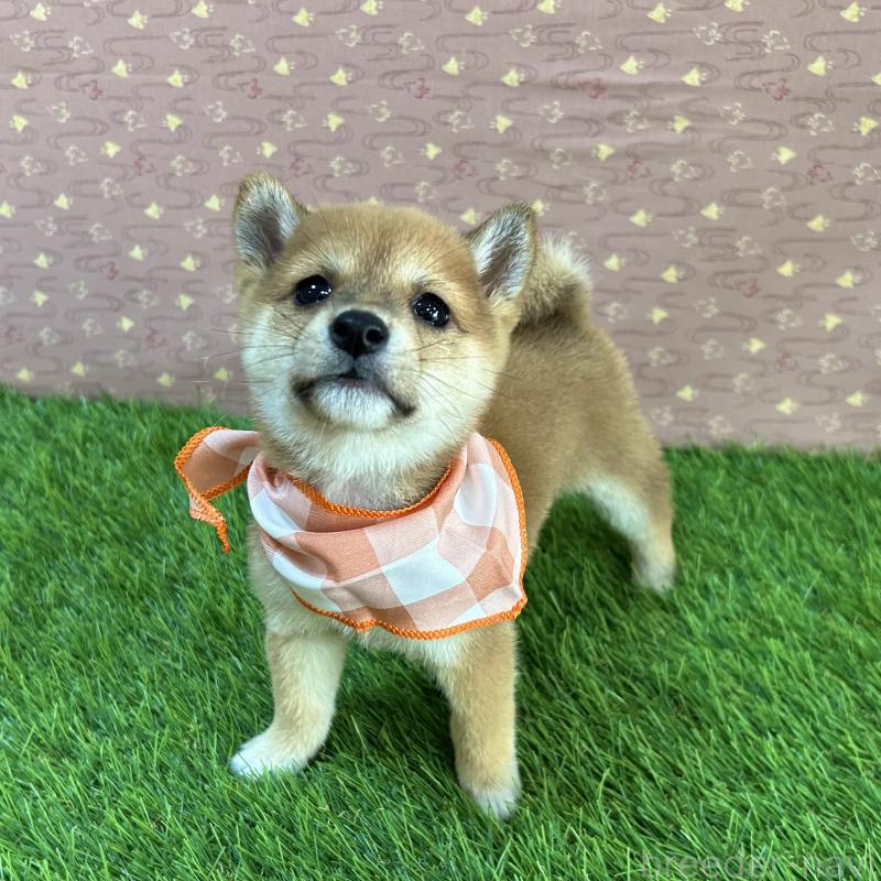 販売中の広島県の豆柴-425259の2枚目