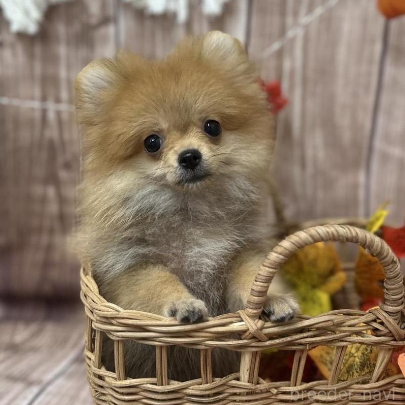 販売中の大阪府のポメラニアン-425260の1枚目