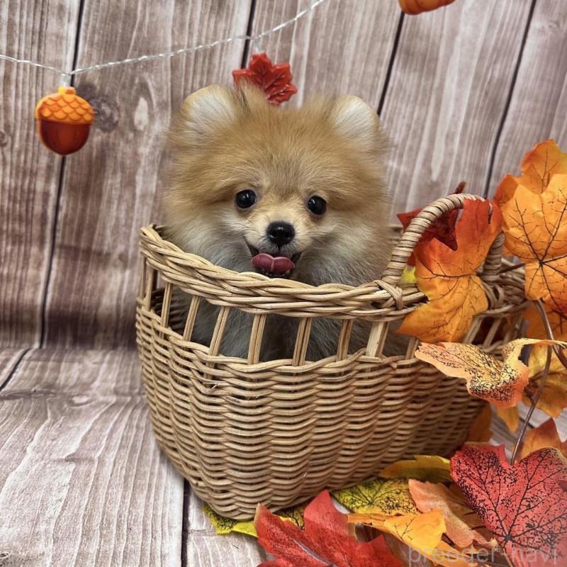 販売中の大阪府のポメラニアン-425260の10枚目