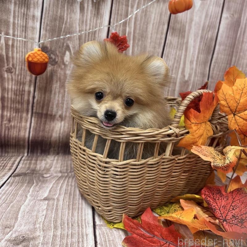 販売中の大阪府のポメラニアン-425260の9枚目