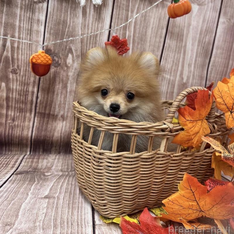 販売中の大阪府のポメラニアン-425260の8枚目