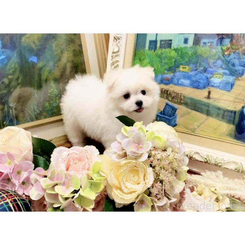 販売中の北海道のビションフリーゼ-419567の7枚目