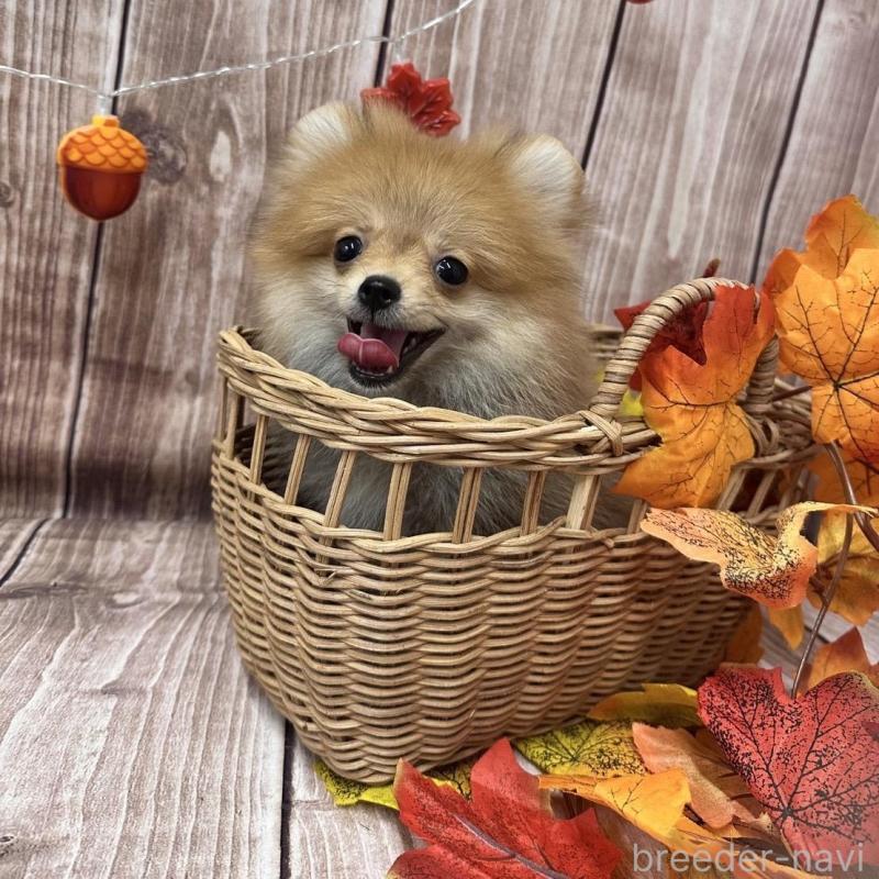 販売中の大阪府のポメラニアン-425260の7枚目