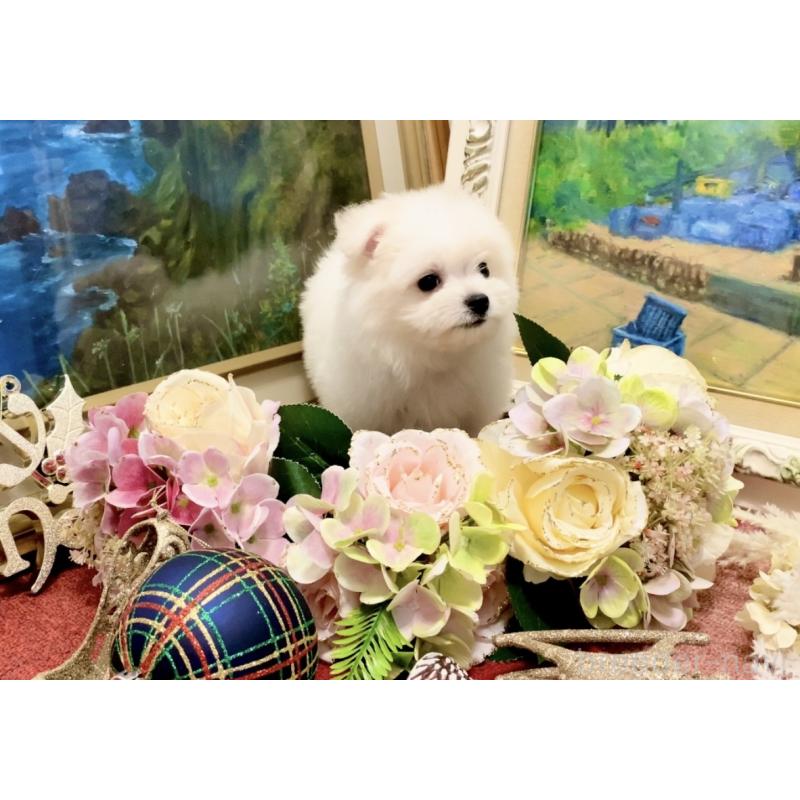 販売中の北海道のビションフリーゼ-419567の6枚目