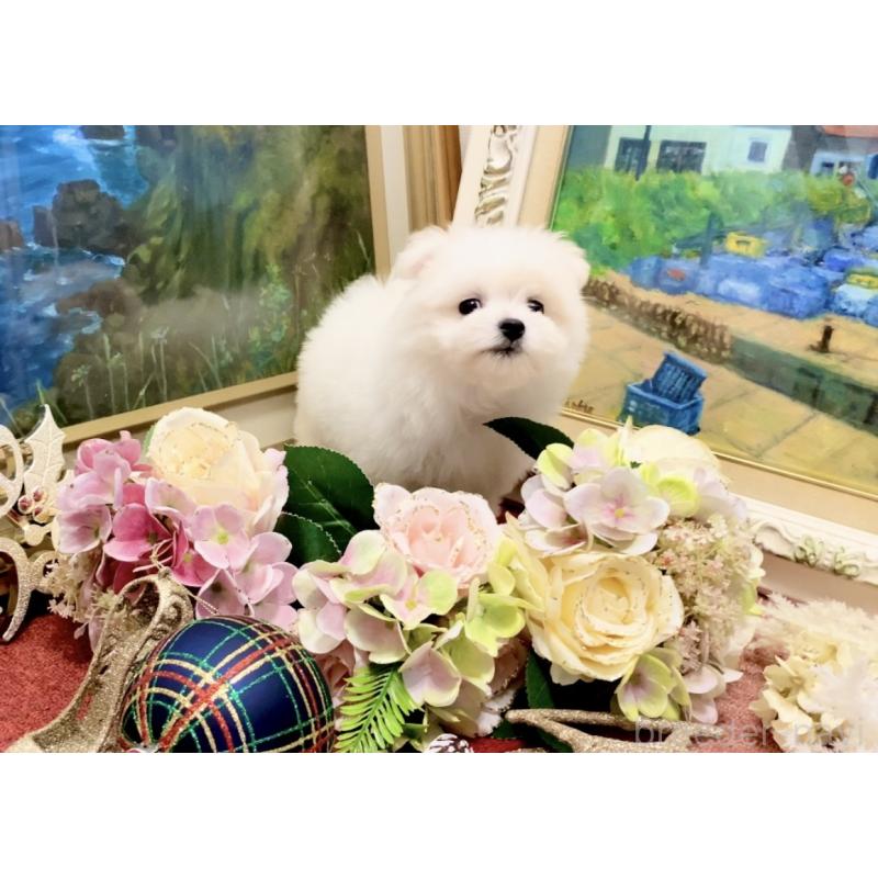 販売中の北海道のビションフリーゼ-419567の5枚目