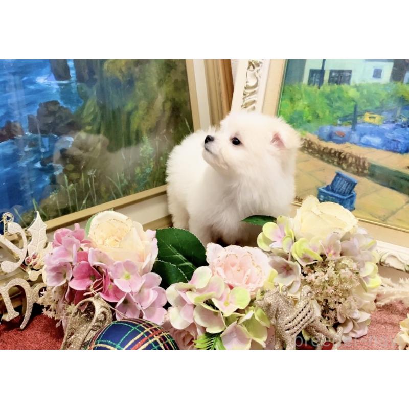 販売中の北海道のビションフリーゼ-419567の4枚目