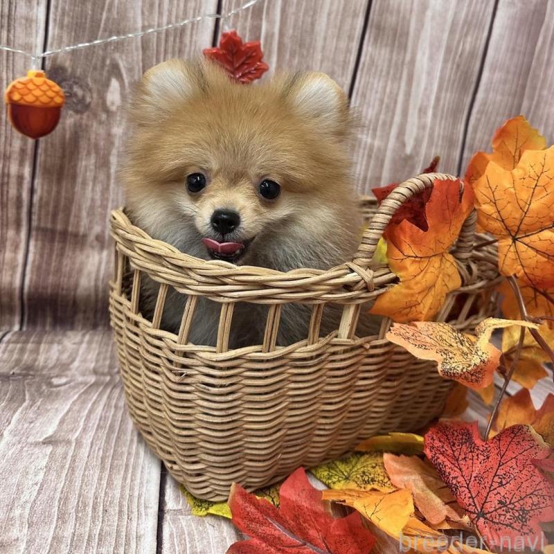 販売中の大阪府のポメラニアン-425260の6枚目