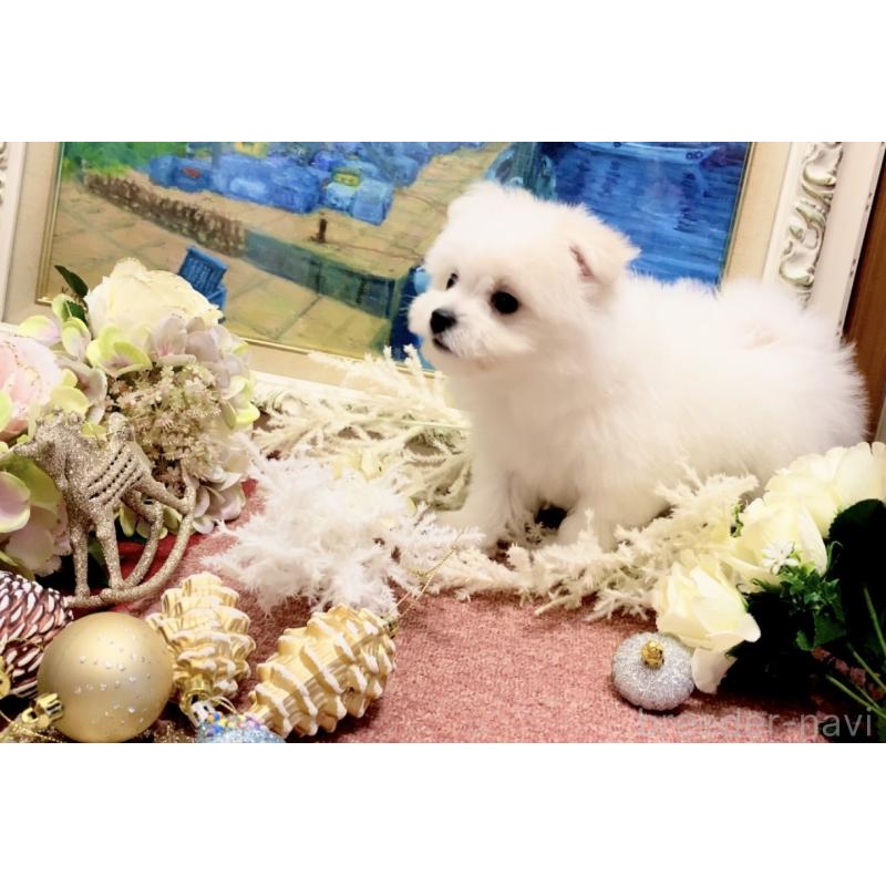 販売中の北海道のビションフリーゼ-419567の3枚目