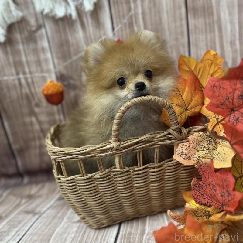 販売中の大阪府のポメラニアン-425260の5枚目