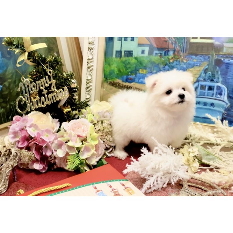 販売中の北海道のビションフリーゼ-419567の2枚目