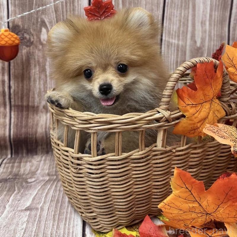 販売中の大阪府のポメラニアン-425260の4枚目