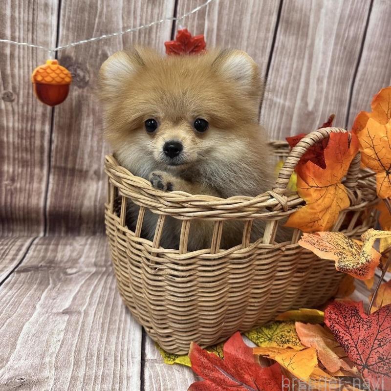 販売中の大阪府のポメラニアン-425260の3枚目