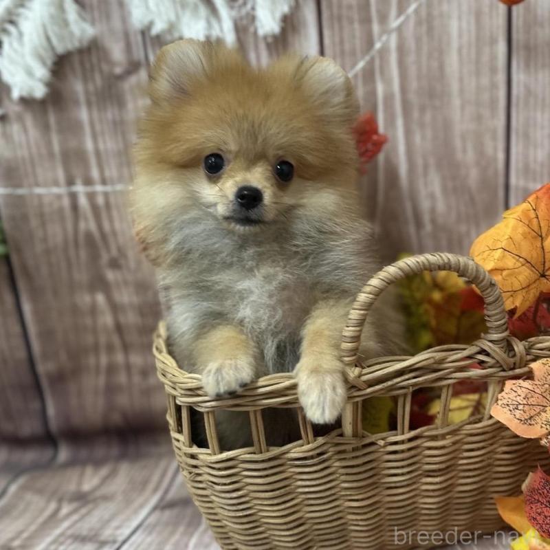 販売中の大阪府のポメラニアン-425260の2枚目