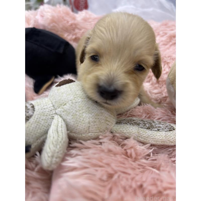 販売中の岐阜県のミニチュアダックスフンド(ロングヘアード)-425263の2枚目