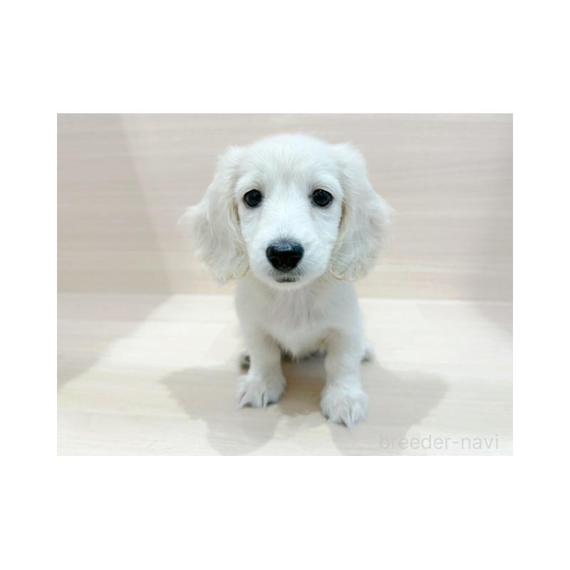 販売中の東京都のミニチュアダックスフンド(ロングヘアード)-424174