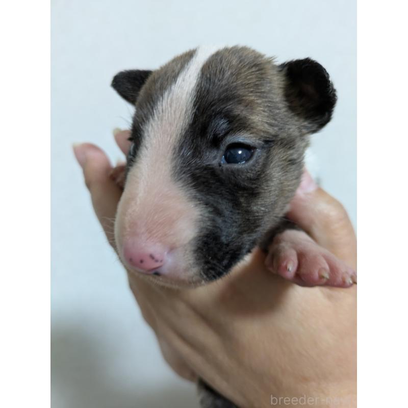 成約済の愛知県のミニチュアブルテリア-423765の5枚目