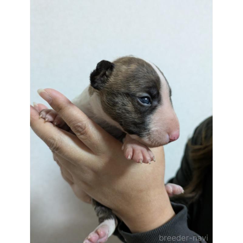 成約済の愛知県のミニチュアブルテリア-423765の4枚目