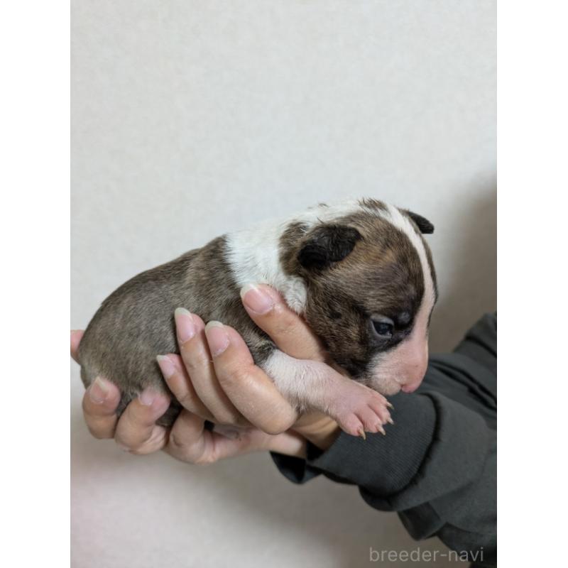 成約済の愛知県のミニチュアブルテリア-423765の3枚目