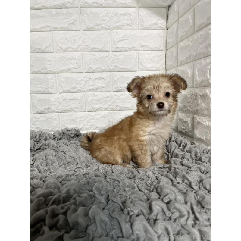 販売中の岡山県のミックス犬-420353の6枚目