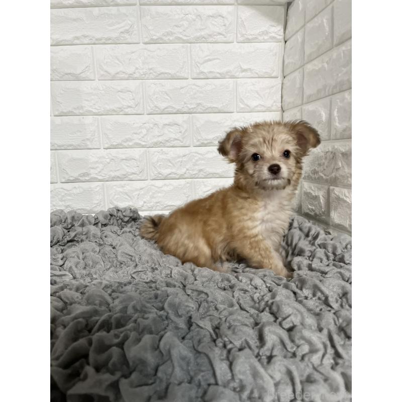 販売中の岡山県のミックス犬-420353の5枚目