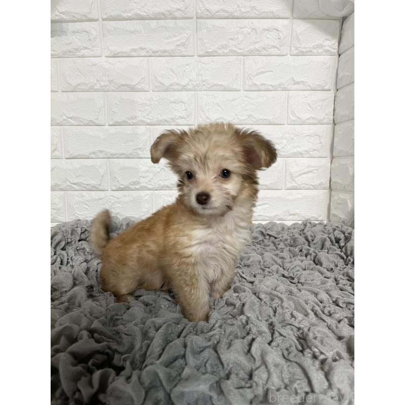 販売中の岡山県のミックス犬-420353の4枚目